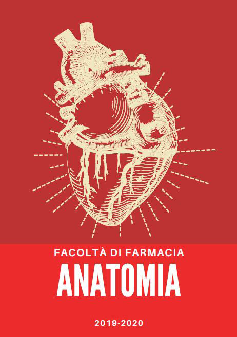Anatomia - Slide