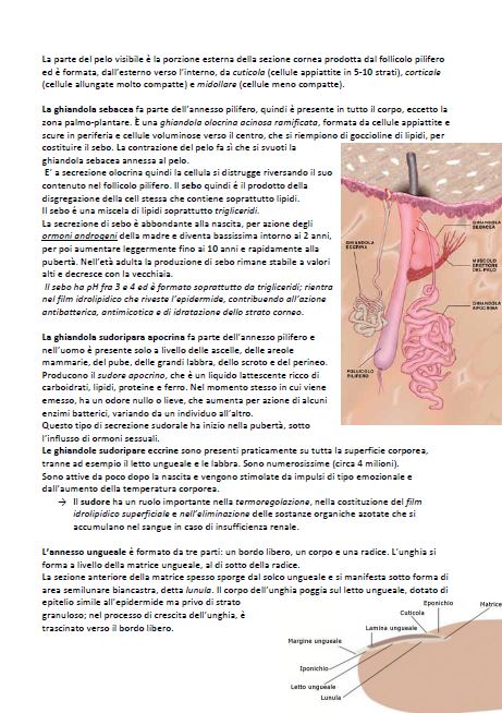 Dermocosmetologia - Appunti