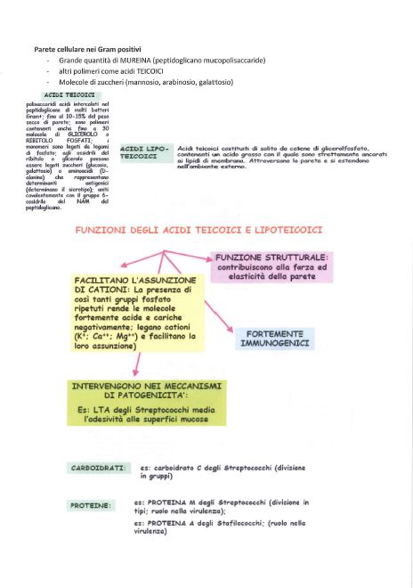 Microbiologia - Appunti
