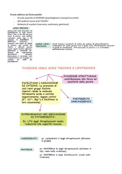 Microbiologia - Appunti