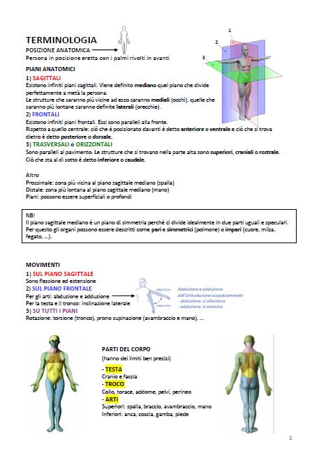 Anatomia - Appunti